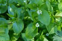 Stellaria media