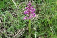 Anacamptis morio