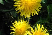 Taraxacum palustre