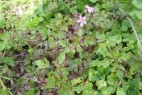 Geranium robertianum