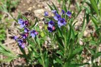 Aegonychon purpurocaeruleum