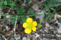 Ranunculus auricomus
