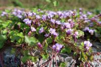 Cymbalaria muralis