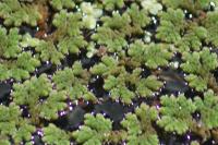 Azolla filiculoides