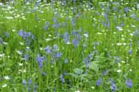 Hyacinthoides non-scripta
