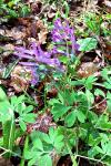 Corydalis solida
