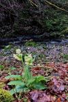 Primula elatior