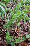 Polygonatum multiflorum