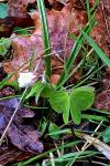 Oxalis acetosella