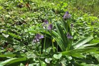 Tractema lilio-hyacinthus