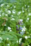 Vicia sepium
