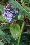 Ajuga reptans