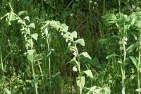 Polygonatum multiflorum