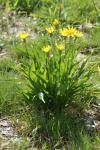 Scorzonera humilis