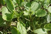 Scrophularia auriculata