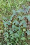 Scrophularia nodosa