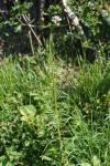 Valeriana officinalis