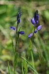 Polygala vulgaris