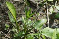 Alisma plantago-aquatica