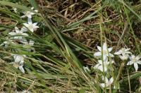 Ornithogalum umbellatum grp.