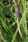 Muscari comosum