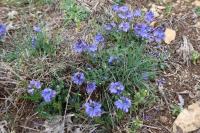 Veronica orsiniana