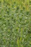Galium verum