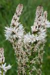 Asphodelus albus