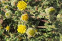 Pulicaria vulgaris