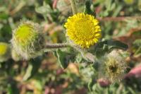 Pulicaria vulgaris