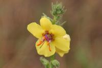 Verbascum virgatum