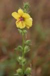 Verbascum virgatum