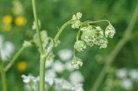 Chaerophyllum temulum