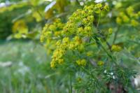 Euphorbia cyparissias