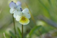 Viola arvensis