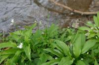 Allium ursinum