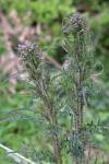 Cirsium palustre