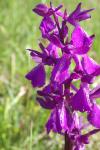 Anacamptis x alata