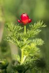 Adonis annua