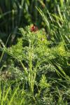 Adonis annua
