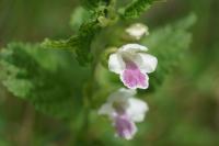 Melittis melissophyllum