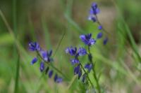 Polygala vulgaris