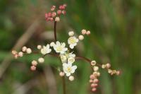 Filipendula vulgaris