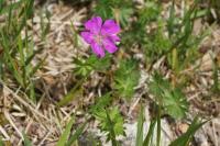 Geranium sanguineum