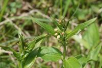 Vincetoxicum hirundinaria