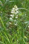 Cephalanthera longifolia