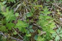 Hypericum hirsutum