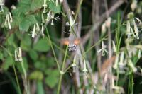 Silene nutans