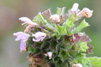 Ballota nigra subsp. foetida