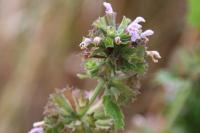 Ballota nigra subsp. foetida